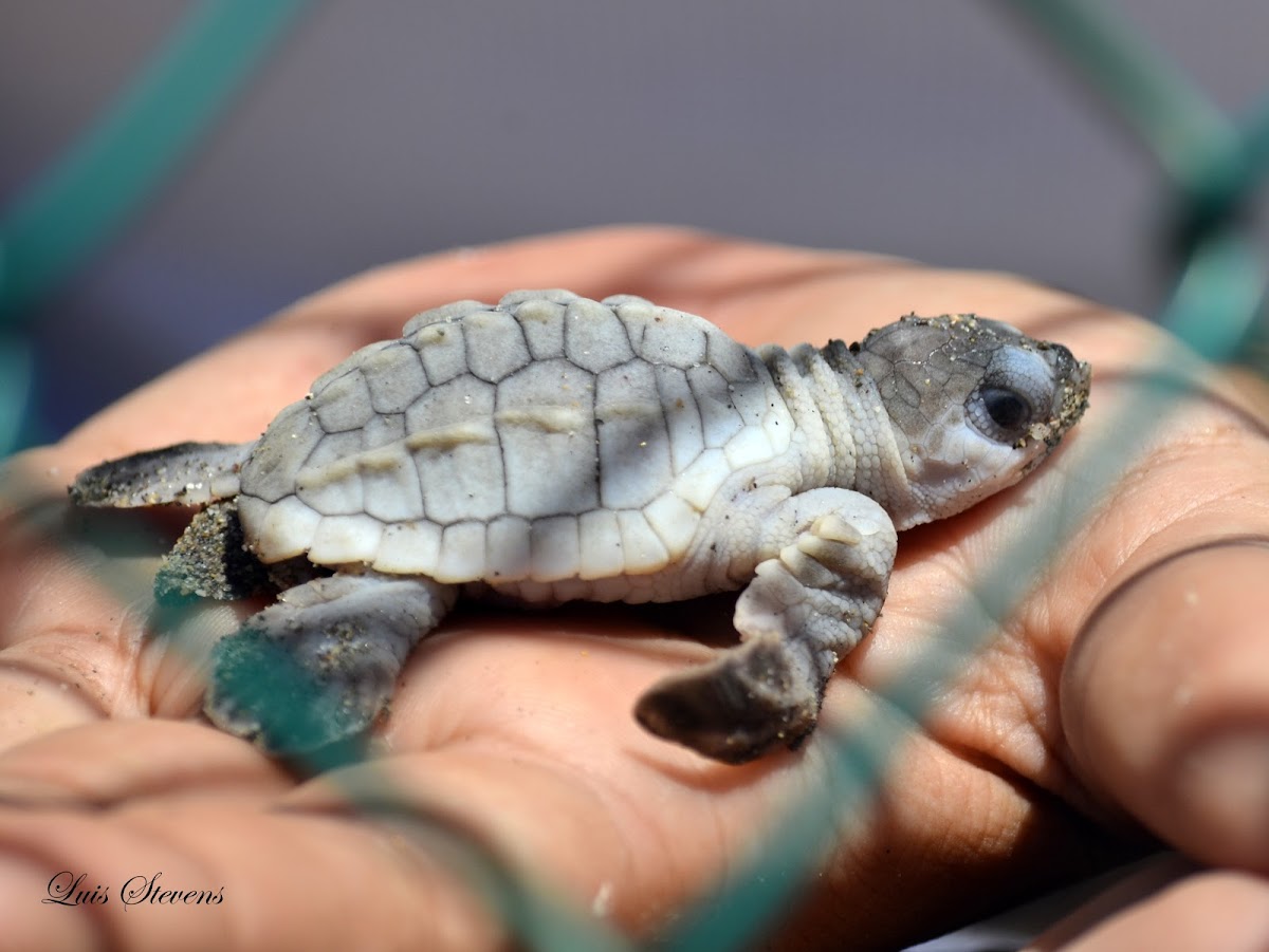 Albino Olive ridley sea turtle