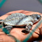 Albino Olive ridley sea turtle