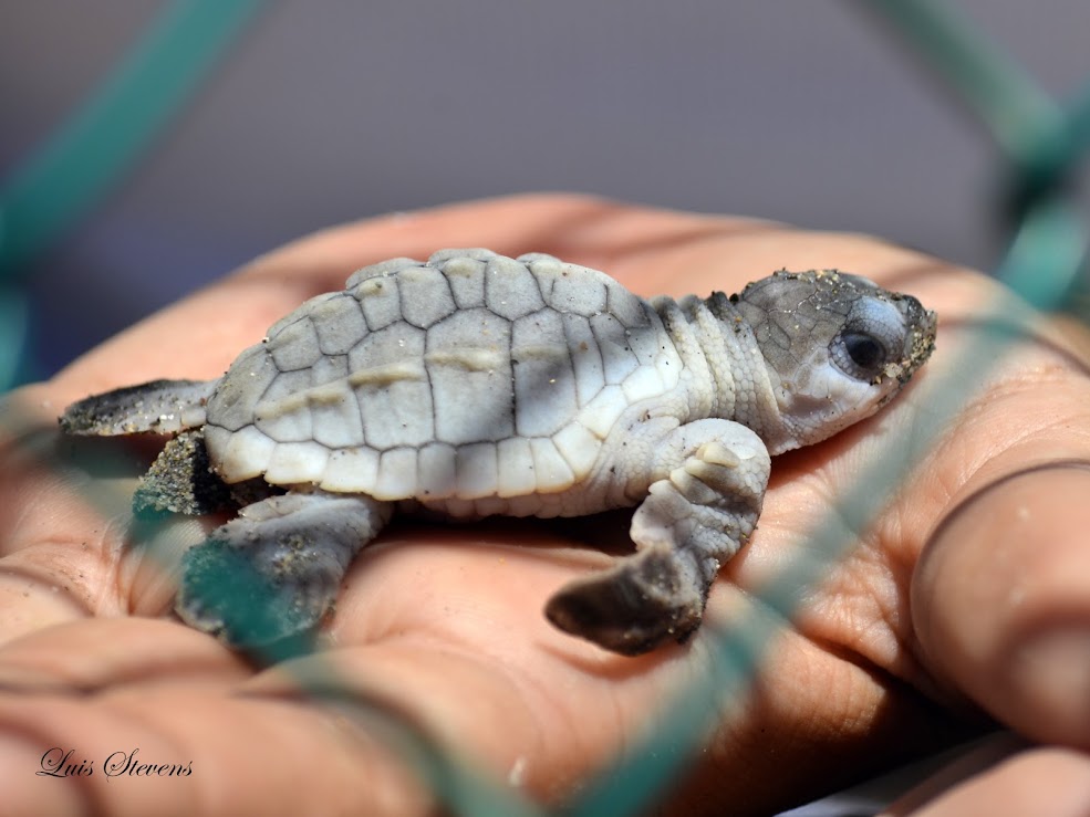 Albino Olive ridley sea turtle | Project Noah