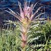 Elk Thistle