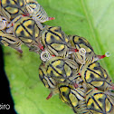 Treehopper nymphs and adult