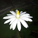 Egyptian White Water Lily