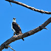 Florida Osprey or fish eagle
