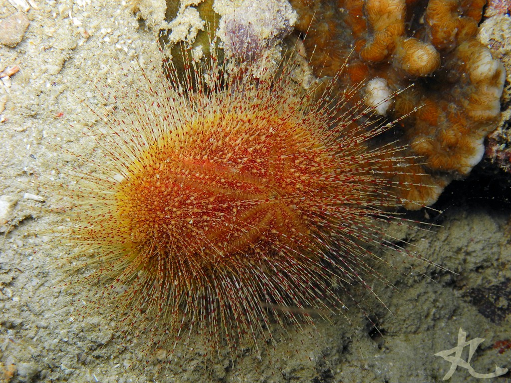Heart Sea Urchin