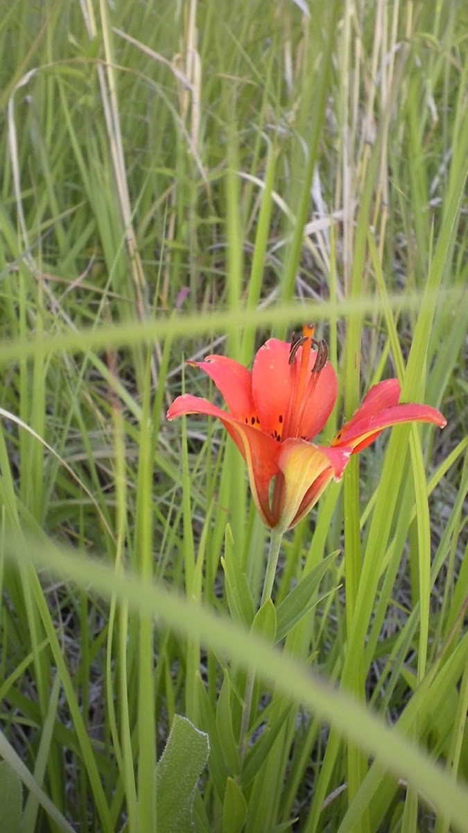 Orange-cup Lily