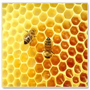 How to Start Beekeeping 0.1
