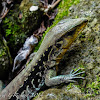 Barred whiptail