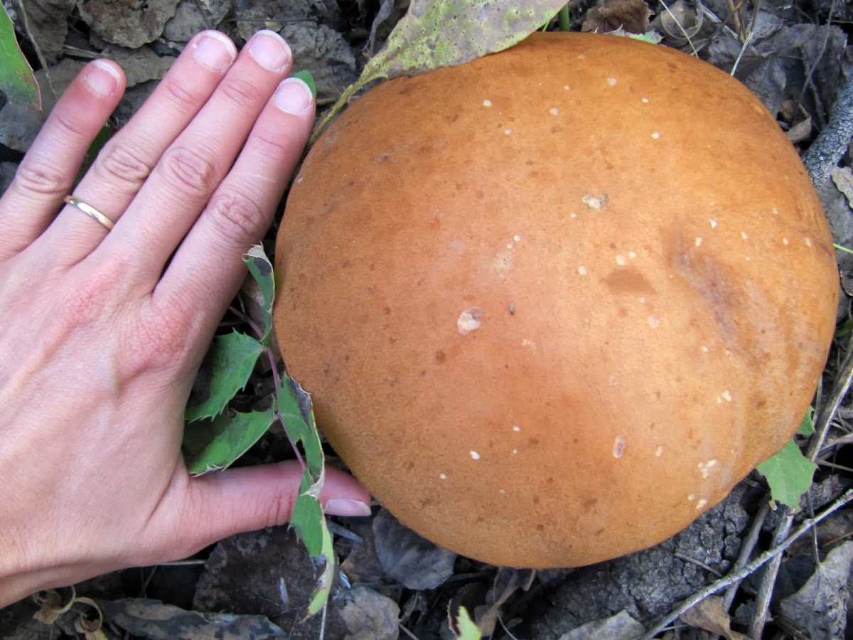 porcino mushroom