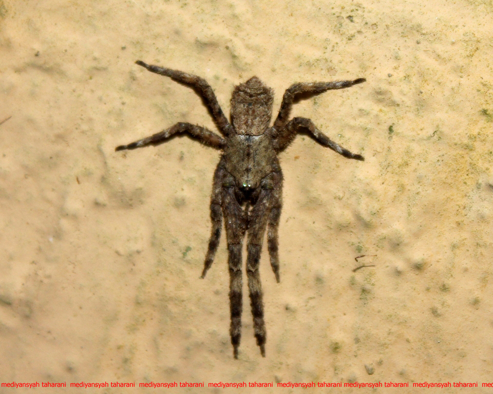 Tmarus spider