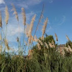 Pampas grass