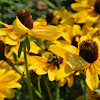 Megachilid Bee