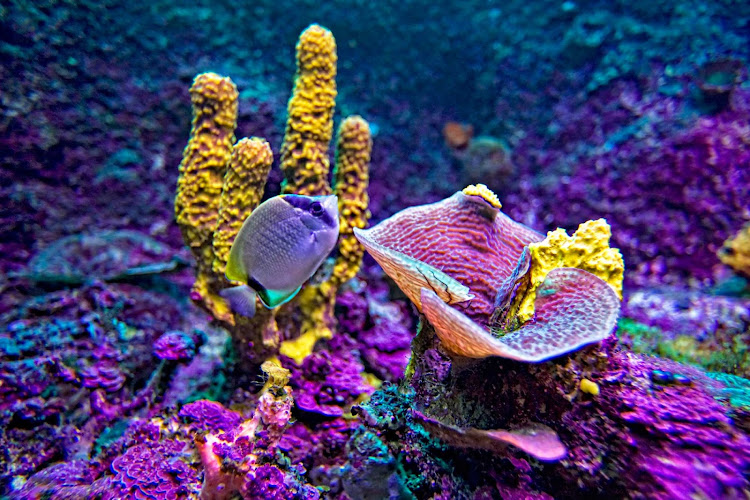 One of the reefs in the Aquarium at Xcaret, south of Cancun.