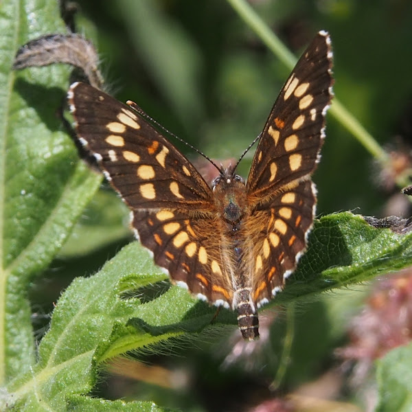 Theona Checkerspot | Project Noah