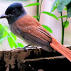 Asian Paradise Flycatcher (female)