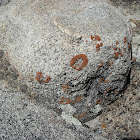 Grey stone Estonicus grecitus