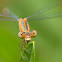 Slender Spread-wing Damselfly