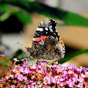 Red Admiral