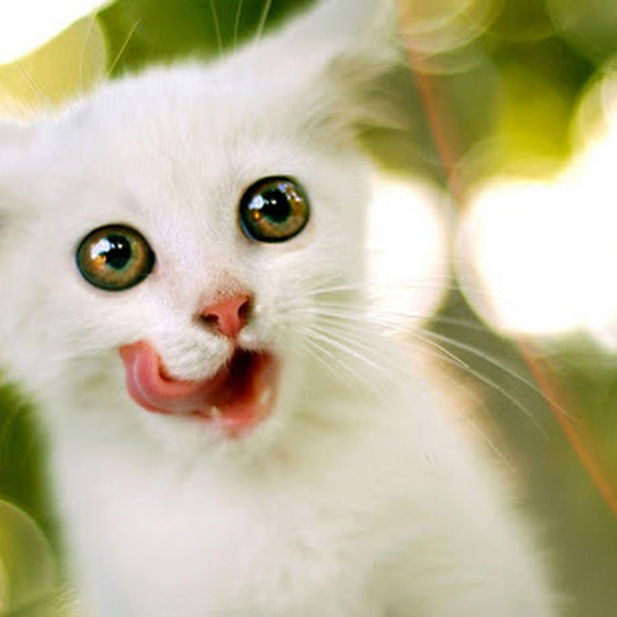 43 Pretty Gallery of Wallpapers | Free Download For Android ...