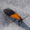 Black and Yellow Lichen Moth