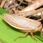 Leafhopper