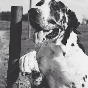 Zeus! by Jenna Line - Animals - Dogs Playing