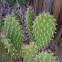prickly pear (?)