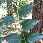 Lantana / coronitas