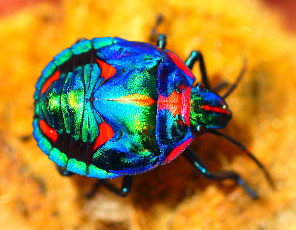Cotton Harlequin Bug | Project Noah