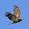 Fledgling Bald Eagle