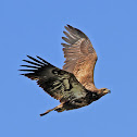 Fledgling Bald Eagle