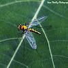 orange long legged fly