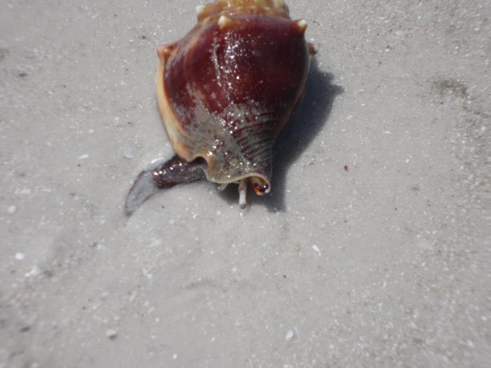 Florida Fighting Conch