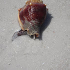 Florida Fighting Conch