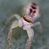 Jumping Spider (female)