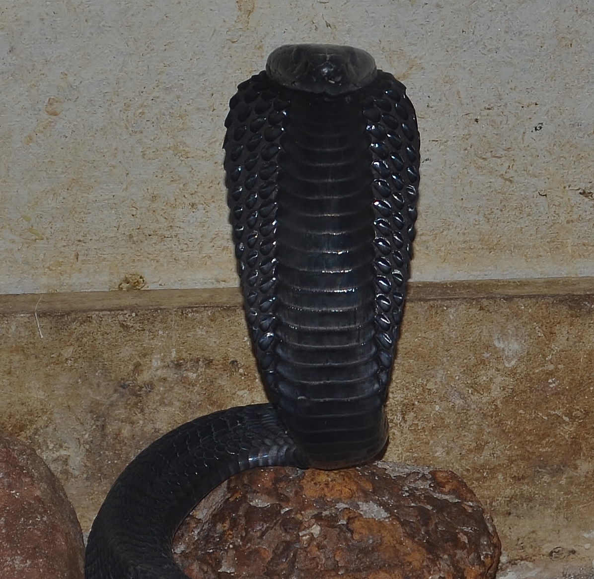 Black-Necked Spitting Cobra