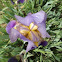 Rocky Mountian Iris