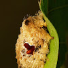 Cup Moth, female
