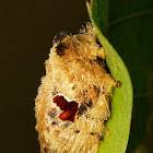 Cup Moth, female