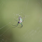 Orchard Orbweaver