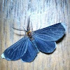 Moth, Mariposa