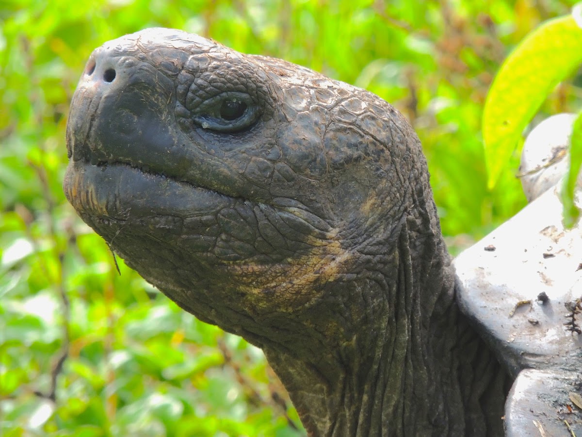 Galapagos tortoise - Santa Cruz sub-species