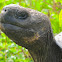 Galapagos tortoise - Santa Cruz sub-species