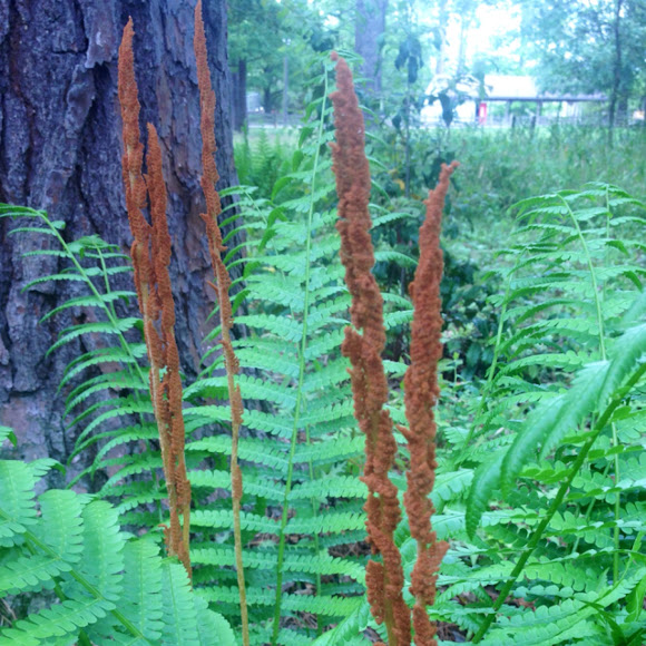 Cinnamon fern Project Noah