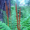 Cinnamon fern