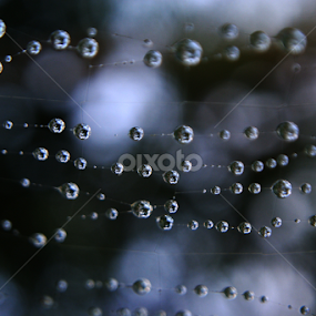 spider web by Ad Har - Artistic Objects Other Objects