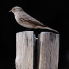Spotted Flycatcher, papamoscas gris