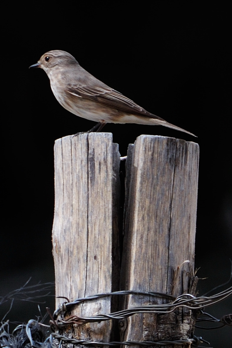 Spotted Flycatcher, papamoscas gris