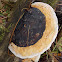 Red-banded Polypore