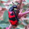 Blister beetle