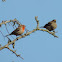 House Finches